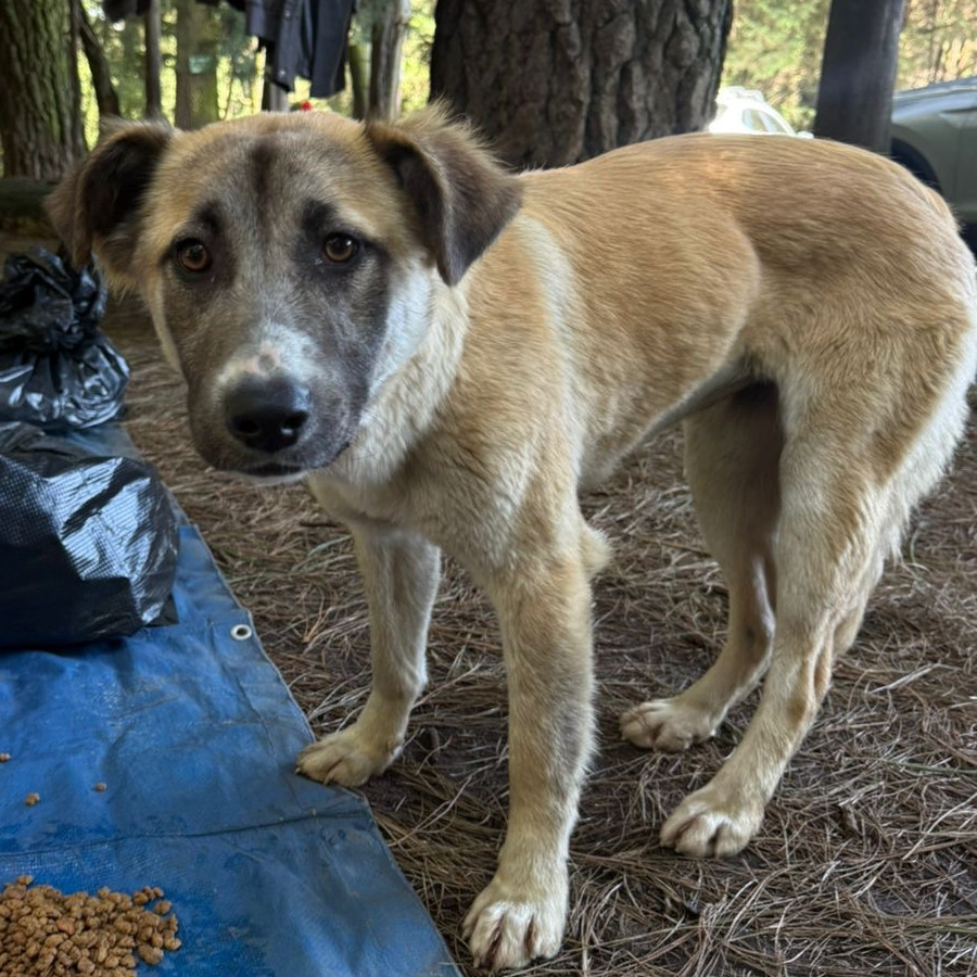 NALA | Raza Mestiza | En Adopción