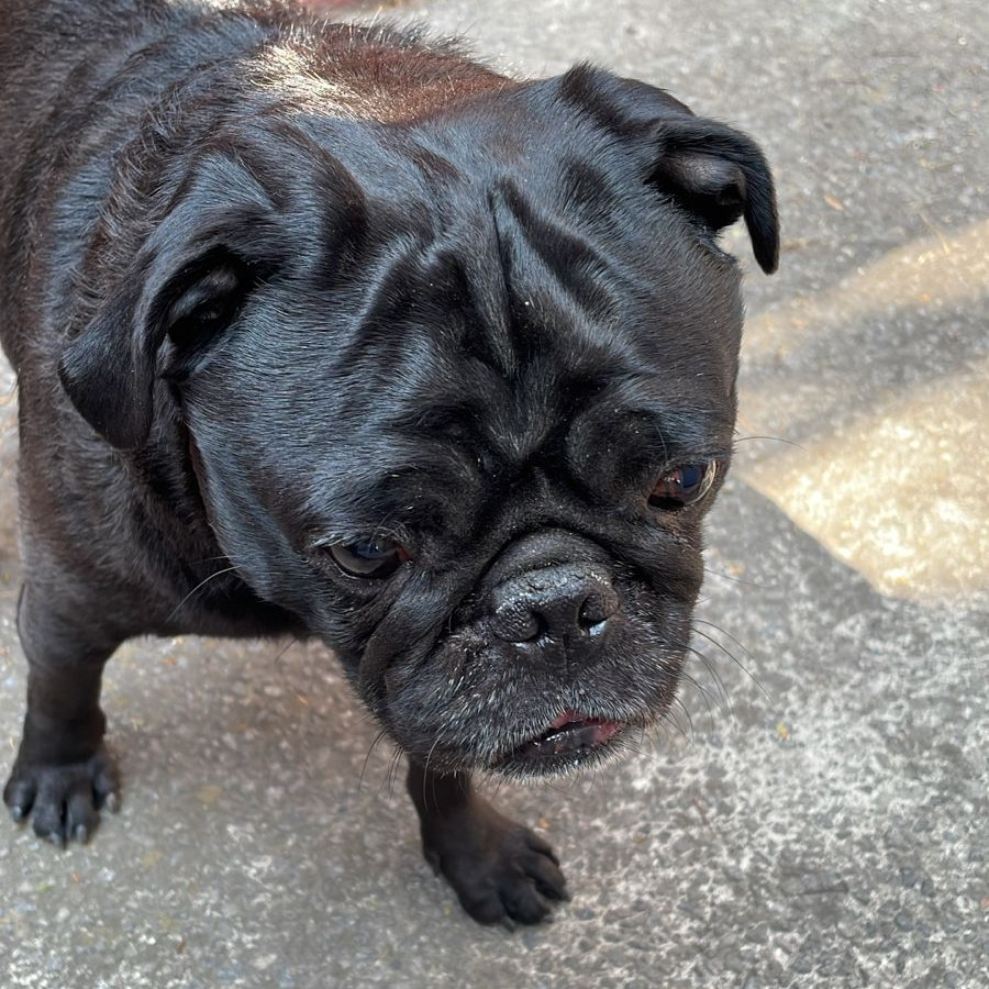  | Raza Pug o Carlin | Encontrado