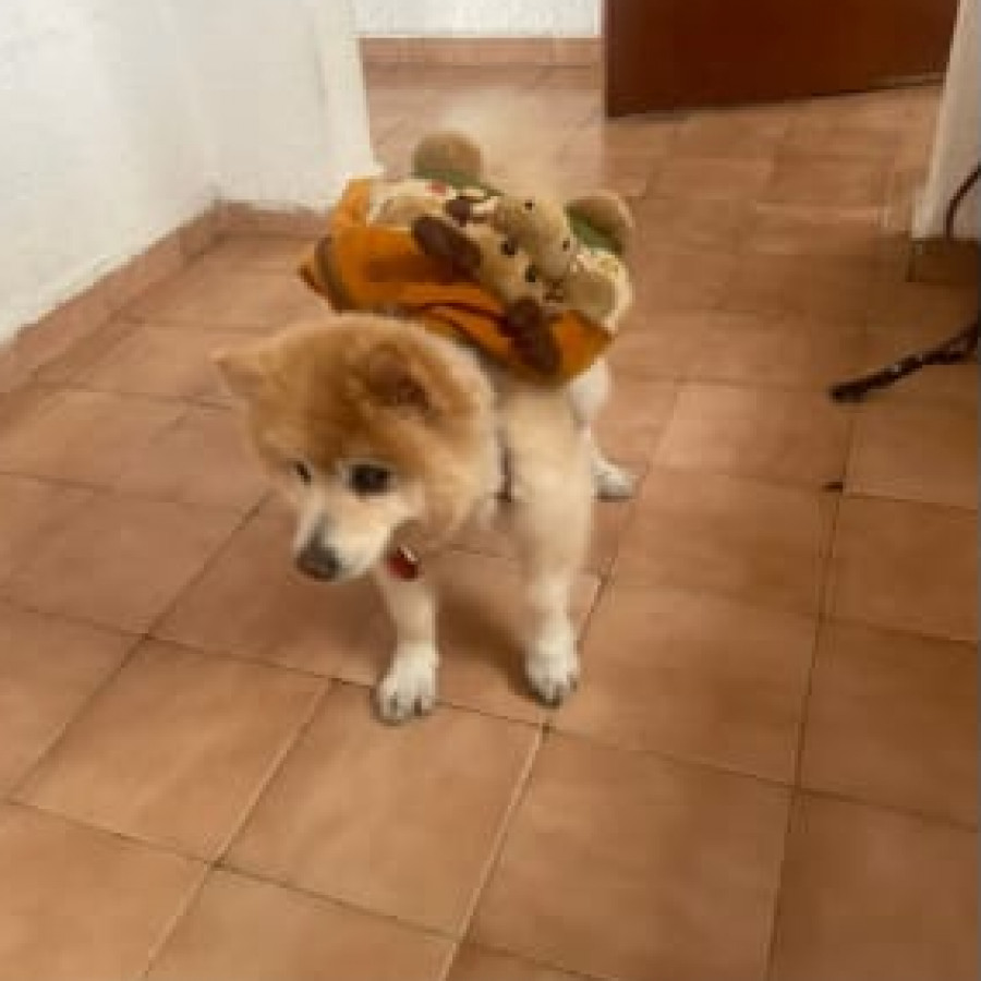 YONI | Raza Spitz Alemán | Final Feliz