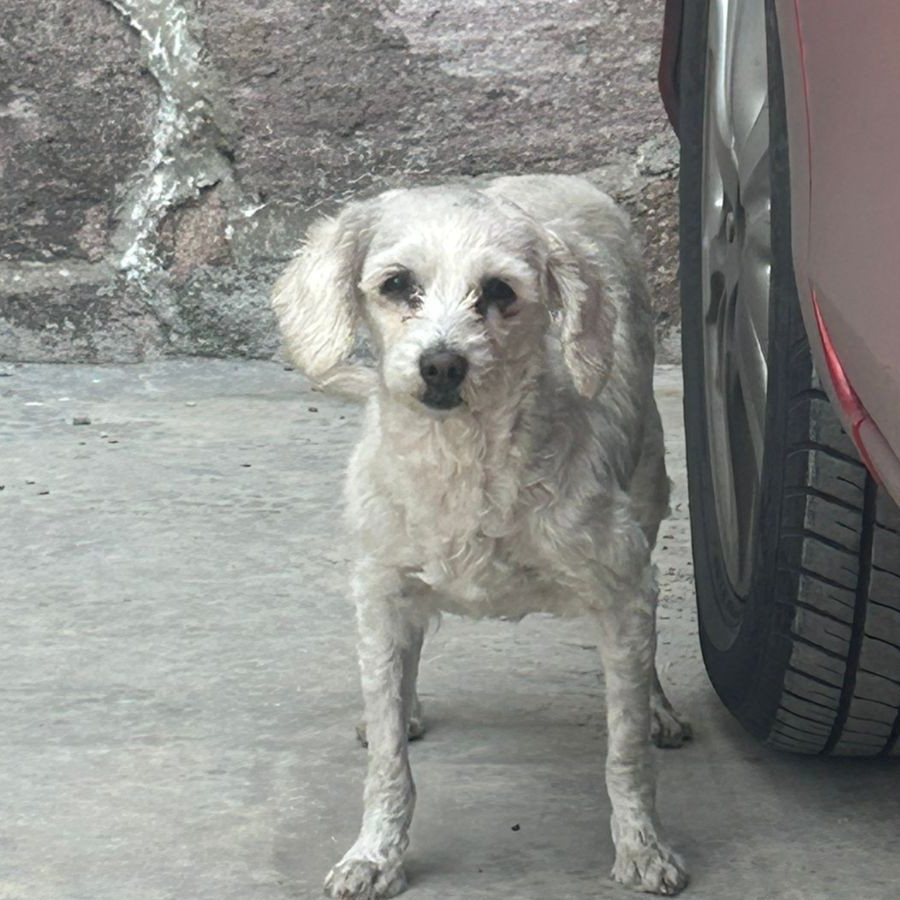  | Raza French Poodle o Caniche | Encontrada