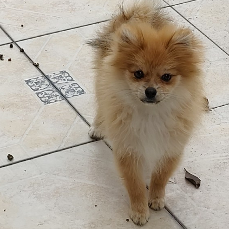 CANELA | Raza Pomerania | Perdida