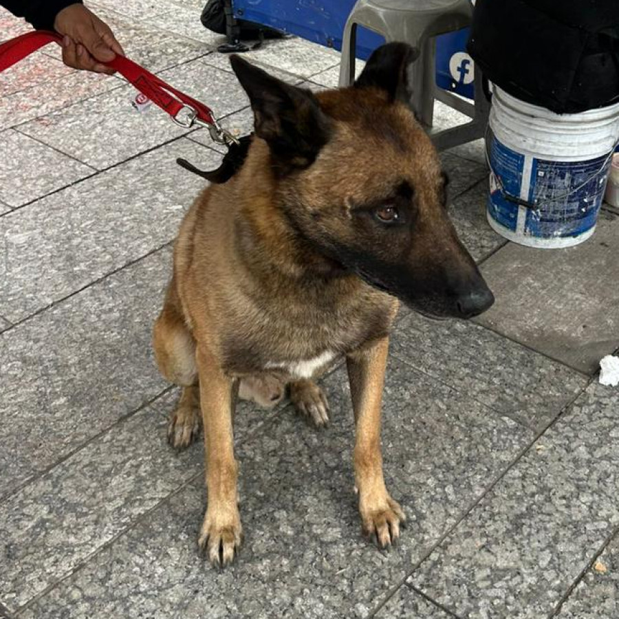  | Raza Pastor Belga Maliniois | Encontrado
