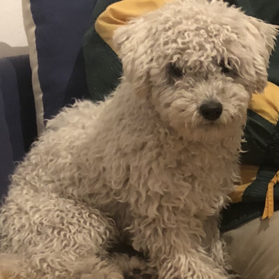 ROCKY | Raza French Poodle o Caniche | Final Feliz