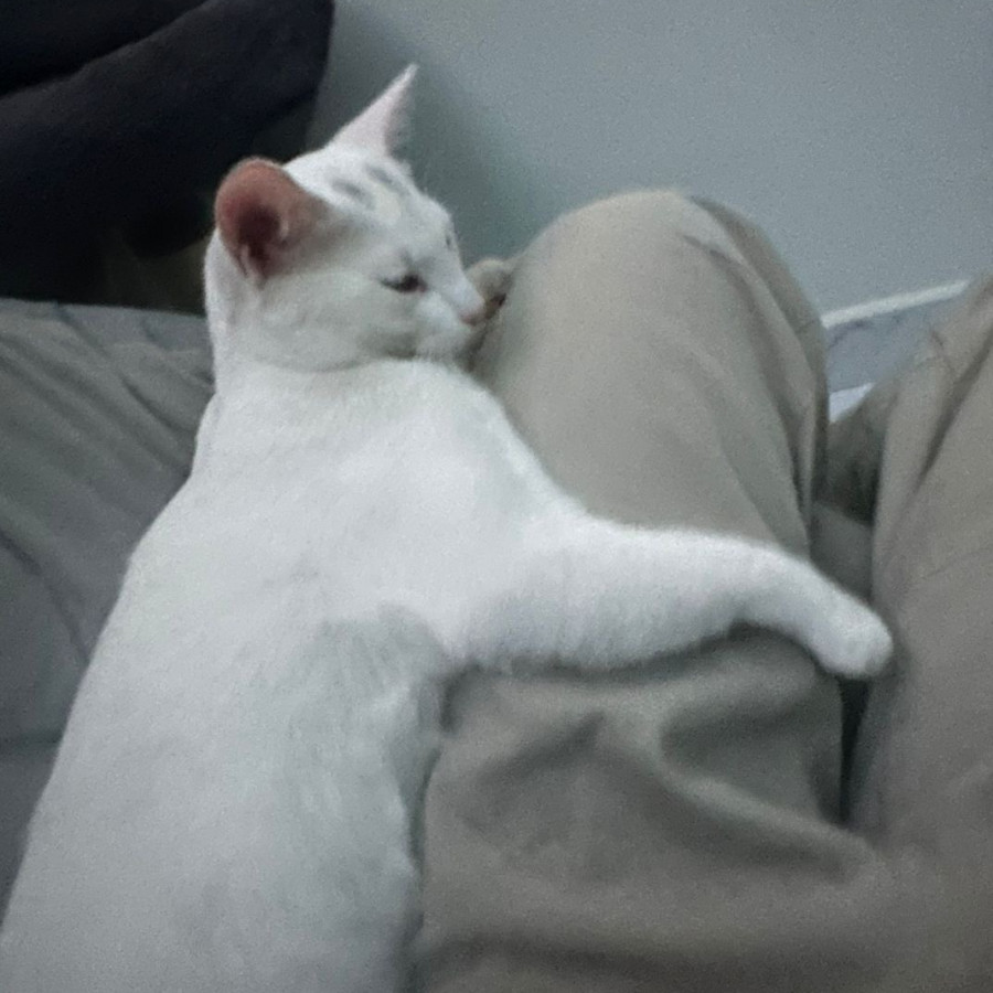 VALIKITIO, VALKI O GATO | Raza Doméstico Américano de Pelo Corto | Perdido