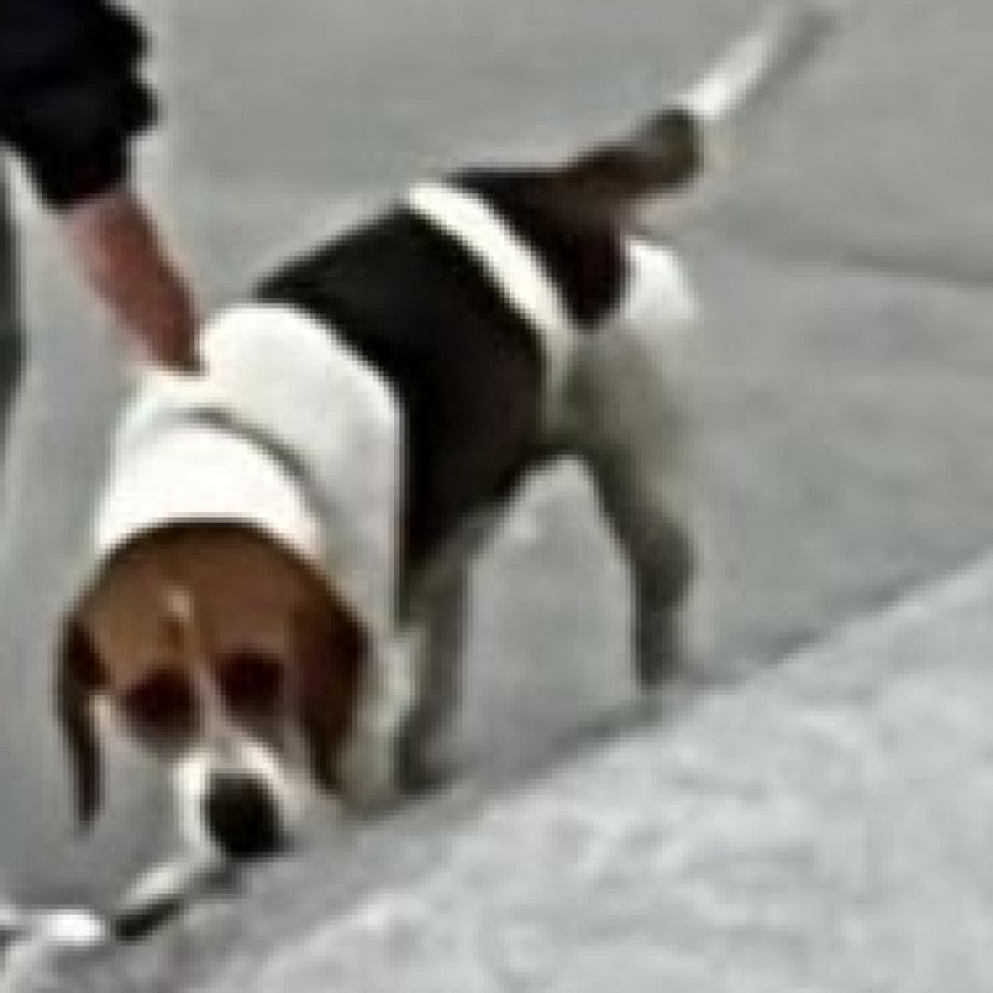 MAX | Raza Beagle | Perdido
