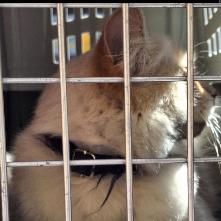  | Raza Balinés punto flama | Encontrado