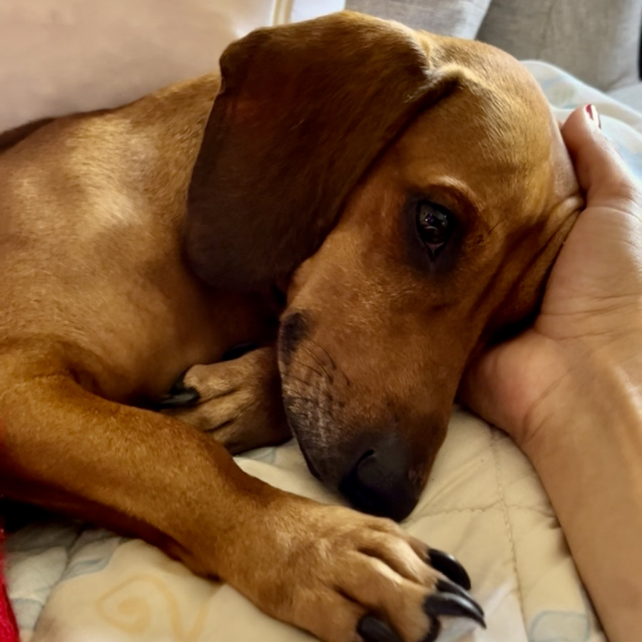 GUS | Raza Dachshund o Salchicha  | Perdido