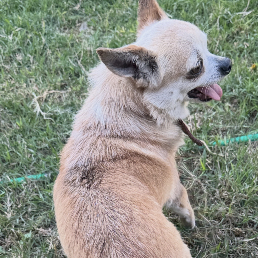 TOTO | Raza Chihuahua | Final Feliz