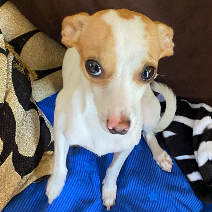 KITTY | Raza Chihuahua | Perdida