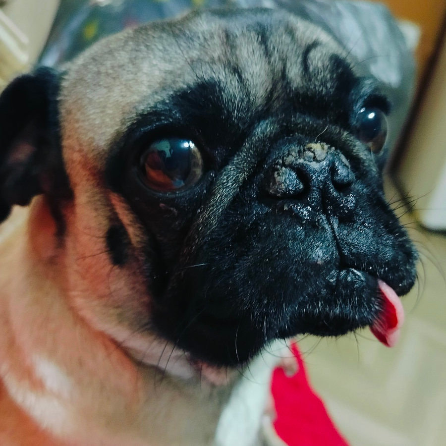 LUCKY | Raza Pug o Carlin | Perdido