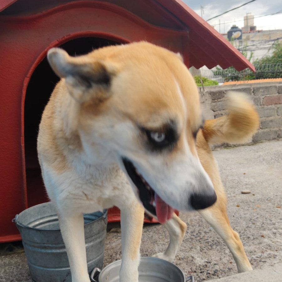 LAIKA | Raza Mestiza,  cruza de Husky Siberiano con Bóxer | En Adopción