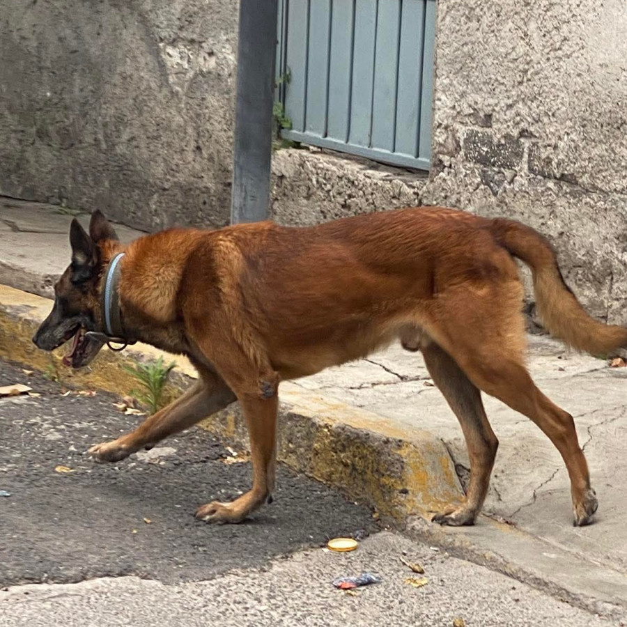 ROCKE | Raza Pastor Belga Maliniois | Perdido