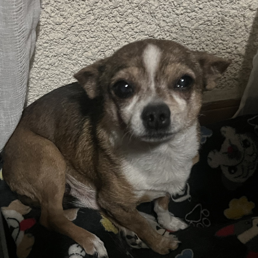 KANELO | Raza Chihuahua | Perdido