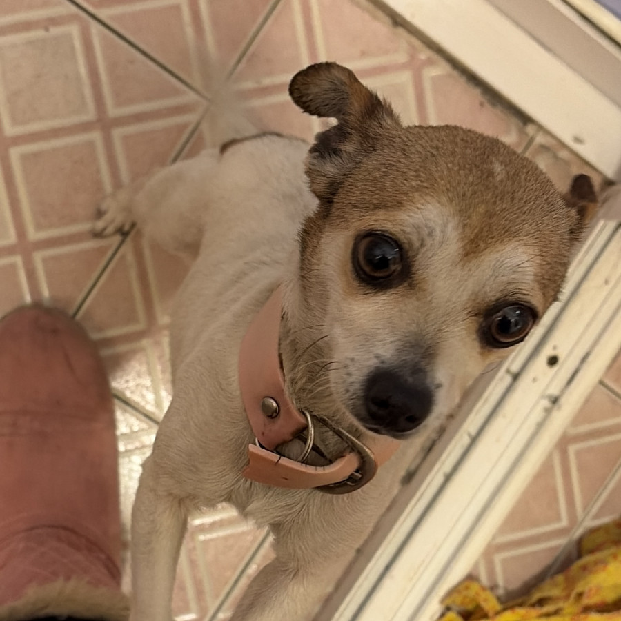  | Raza Chihuahua | Encontrada