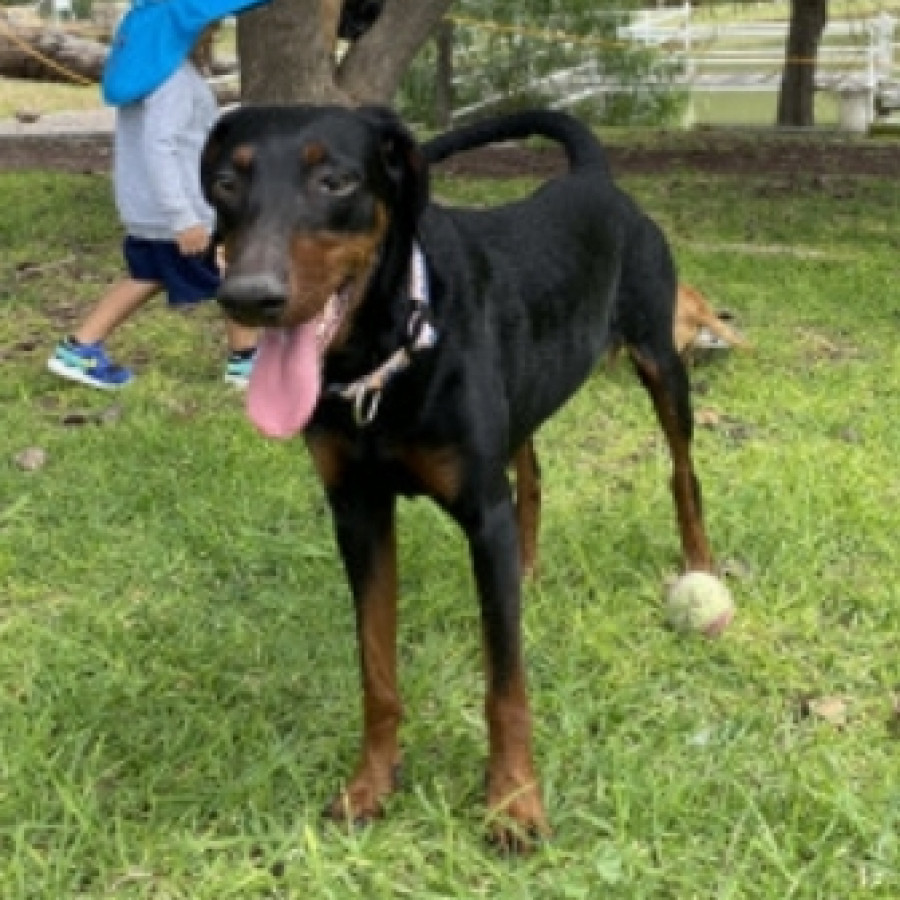 NOCHE | Raza Dóberman Pinscher | Perdida