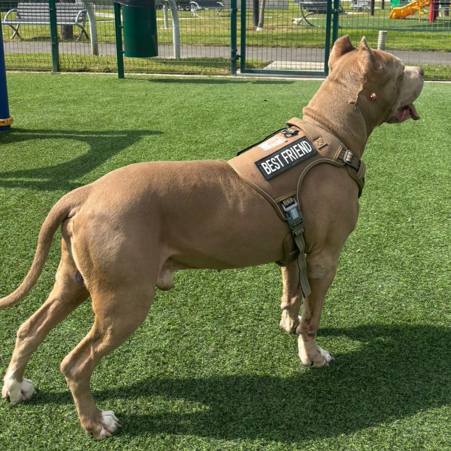 ZEUS | Raza American Pitbull Terrier | Perdido