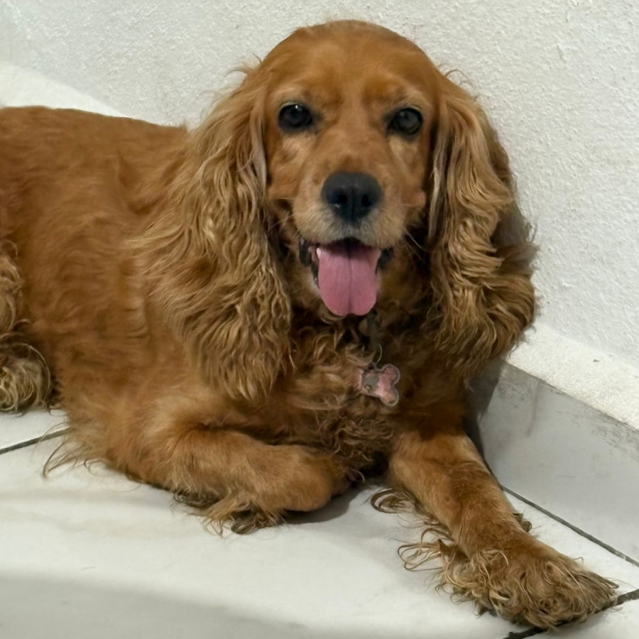 CINDY | Raza Cocker Spaniel | Perdida