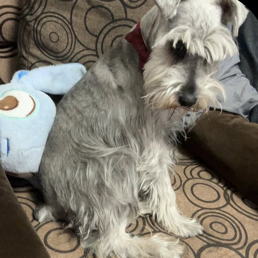 LAIKA | Raza Schnauzer Miniatura  | Perdida