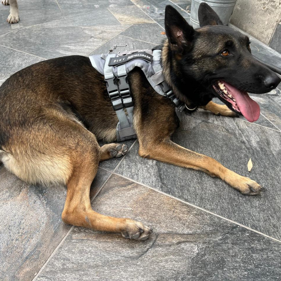 PIKY | Raza Pastor Belga Maliniois | Final Feliz