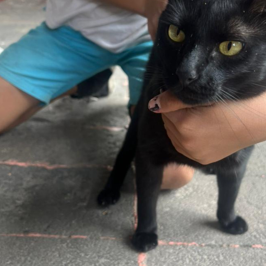  | Raza Bombay | Encontrada