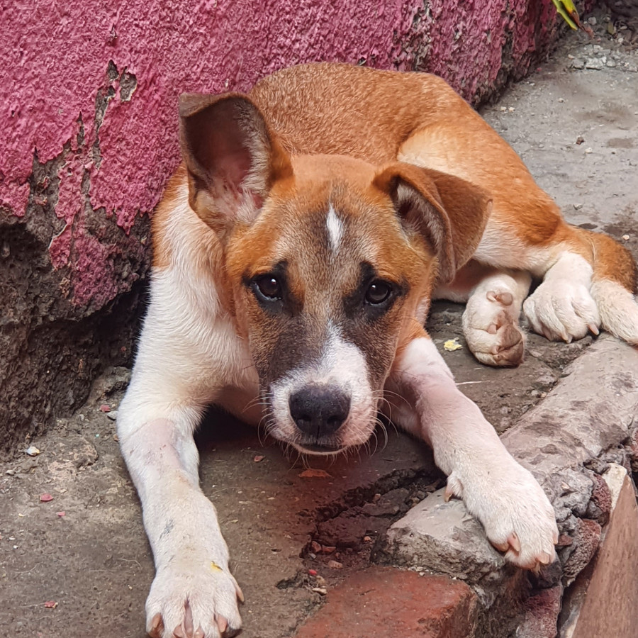 CANELA | Raza Mestiza | En Adopción