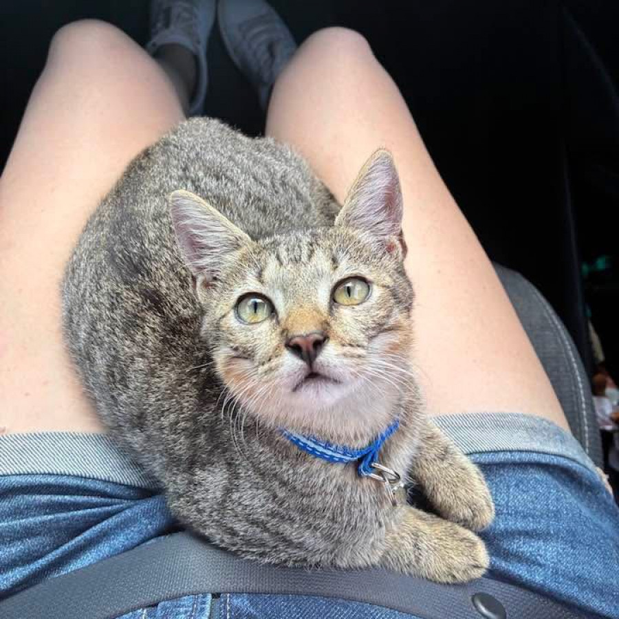 NINO | Raza Doméstico Américano de Pelo Corto | Final Feliz