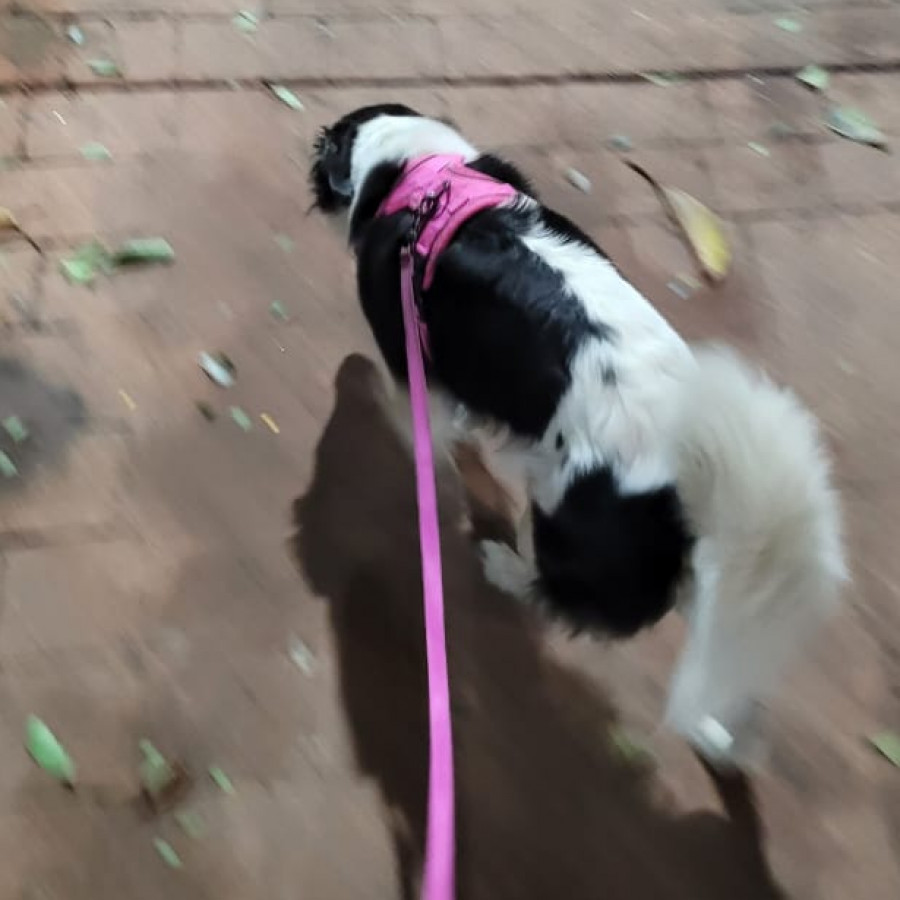 SHANTI | Raza Mestiza, cruza de Border Collie | Final Feliz