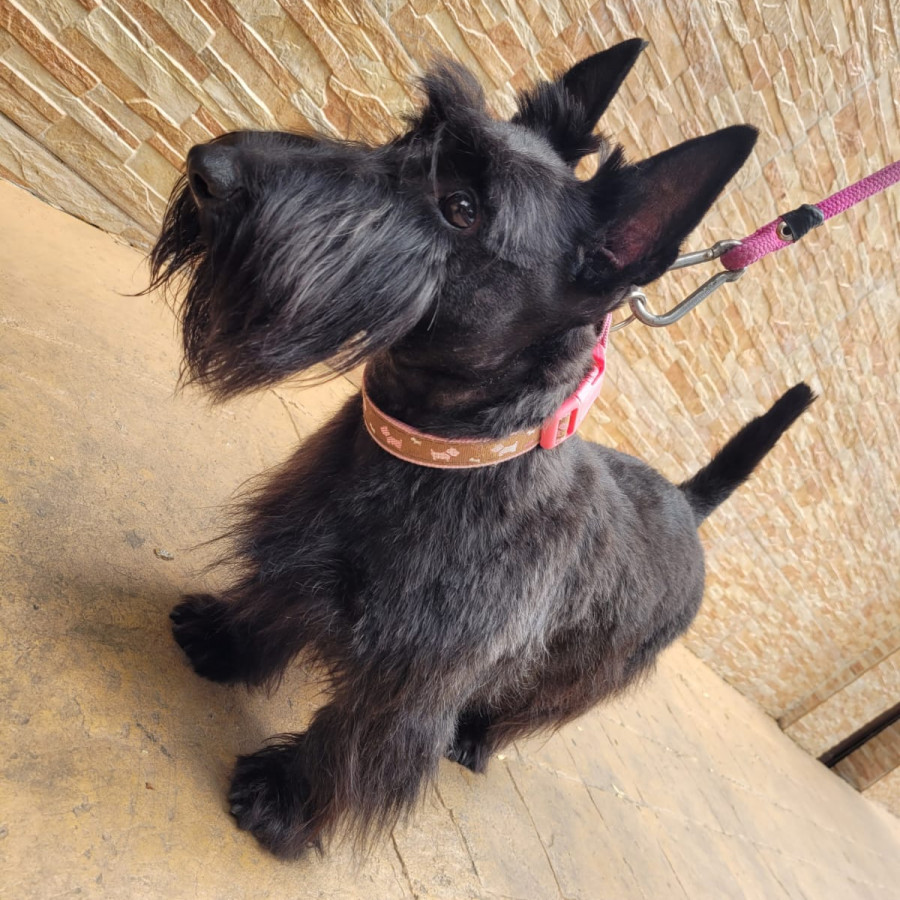 MUÑECA | Raza Terrier Escocés o Scottish Terrier | Perdida