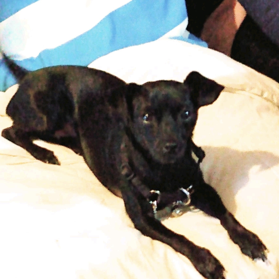 MONA | Raza Chihuahua | Perdida