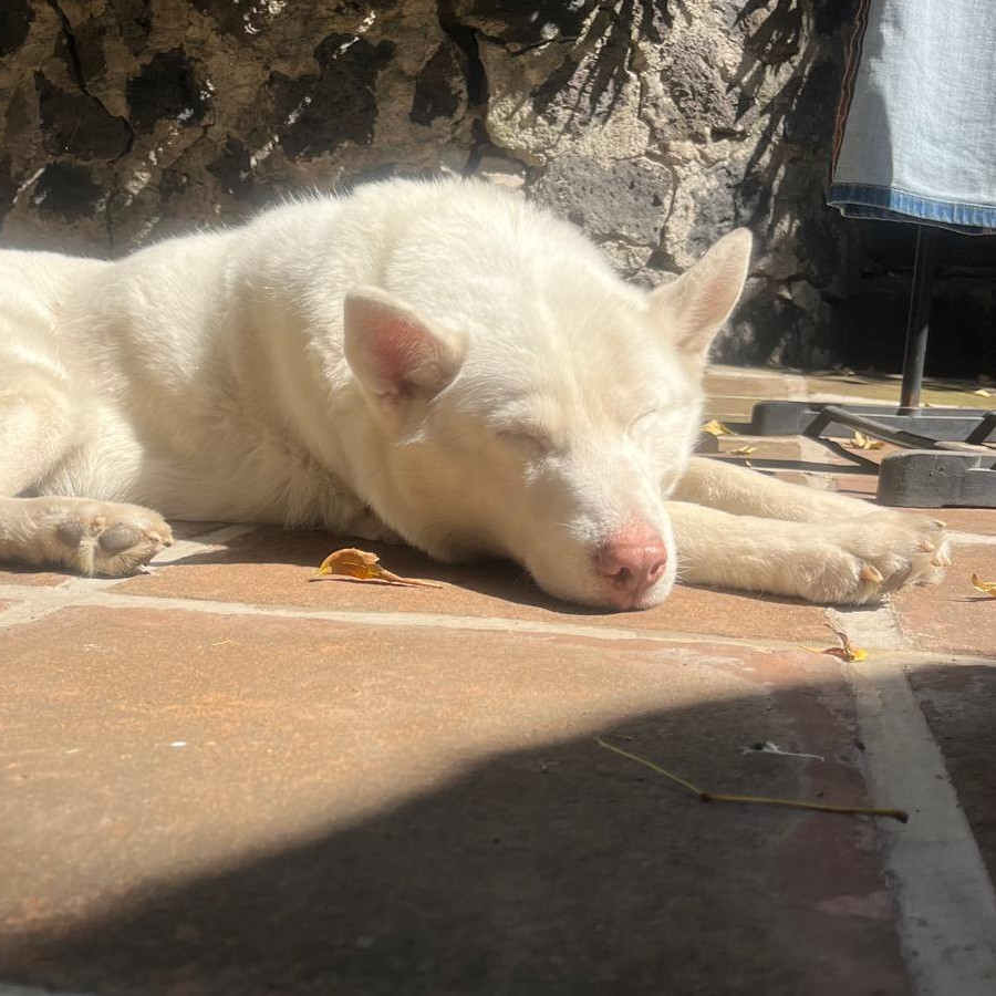 MAYA | Raza Husky Siberiano | Final Feliz