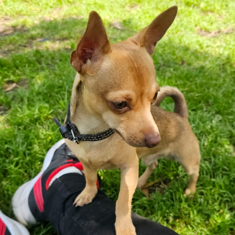DOBBY | Raza Chihuahua | Perdido