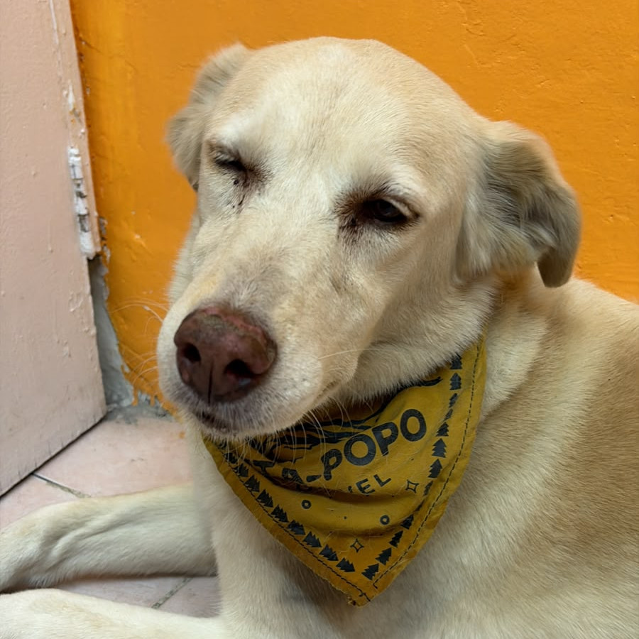  | Raza Labrador  | Final Feliz