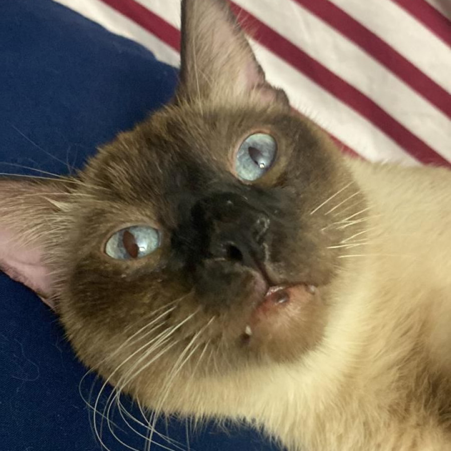 MAX | Raza Siamés Punto Foca | Perdido