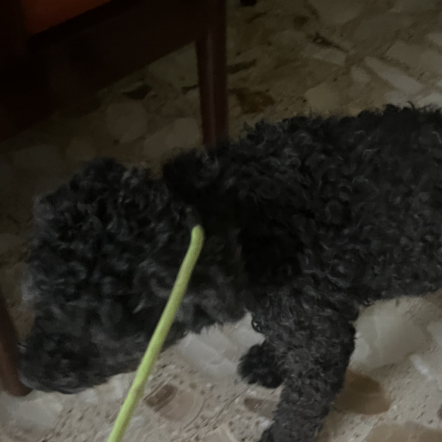  | Raza French Poodle o Caniche | Final Feliz