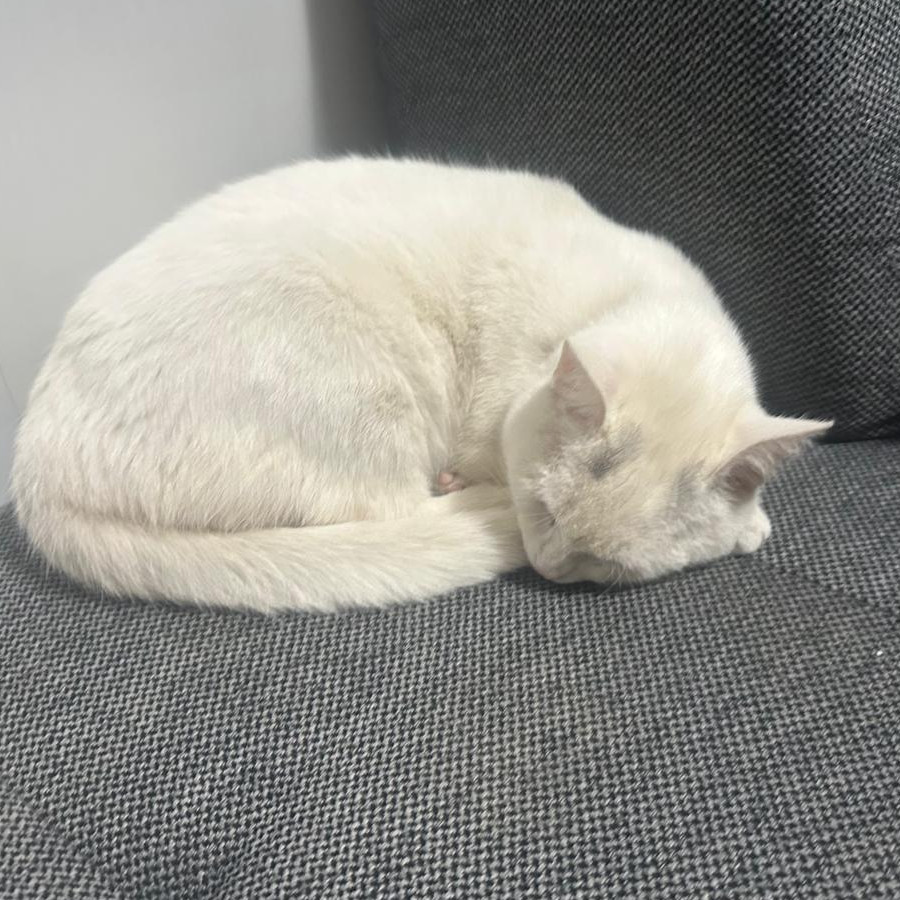 LUNA | Raza Khao Manee | Perdida