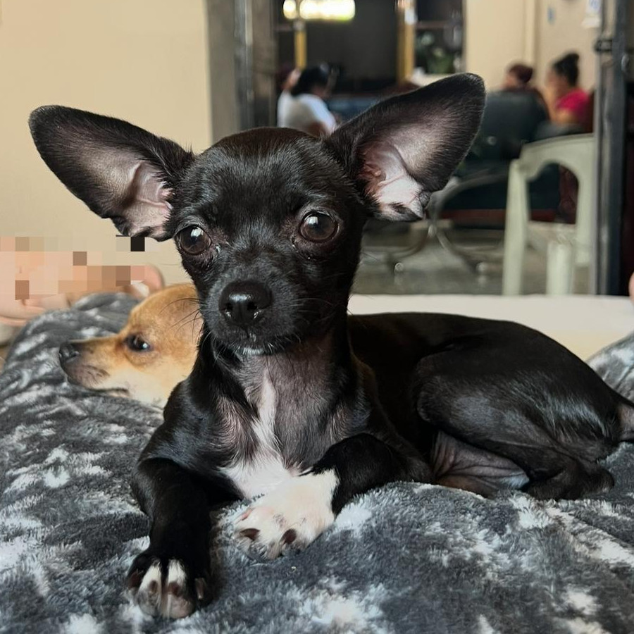 CIRILA | Raza Chihuahua | Perdida