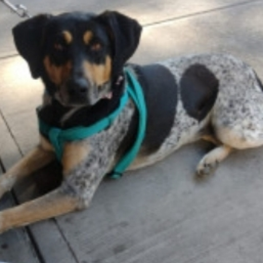 LOLA | Raza Mestiza, posible cruza de Coonhound | En Adopción