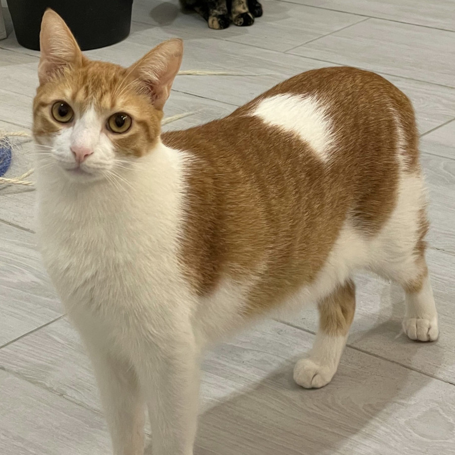 RON | Raza Doméstico Americano de pelo corto | Perdido