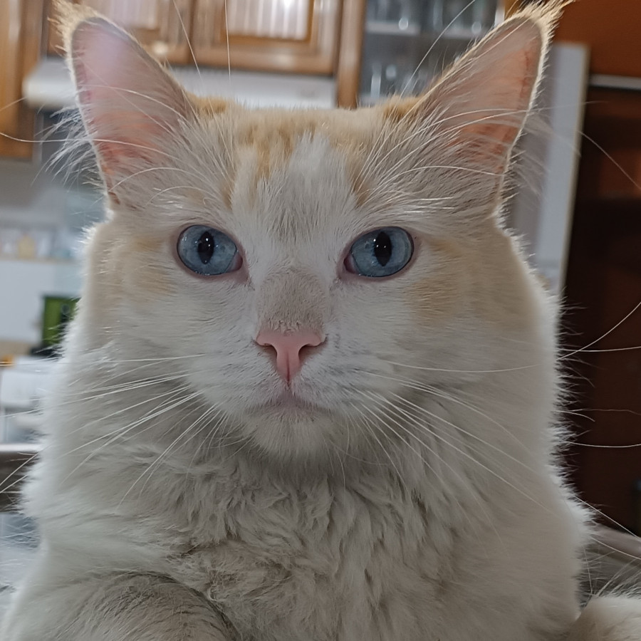 SHIRO | Raza Doméstico Americano de pelo semilargo | Perdido