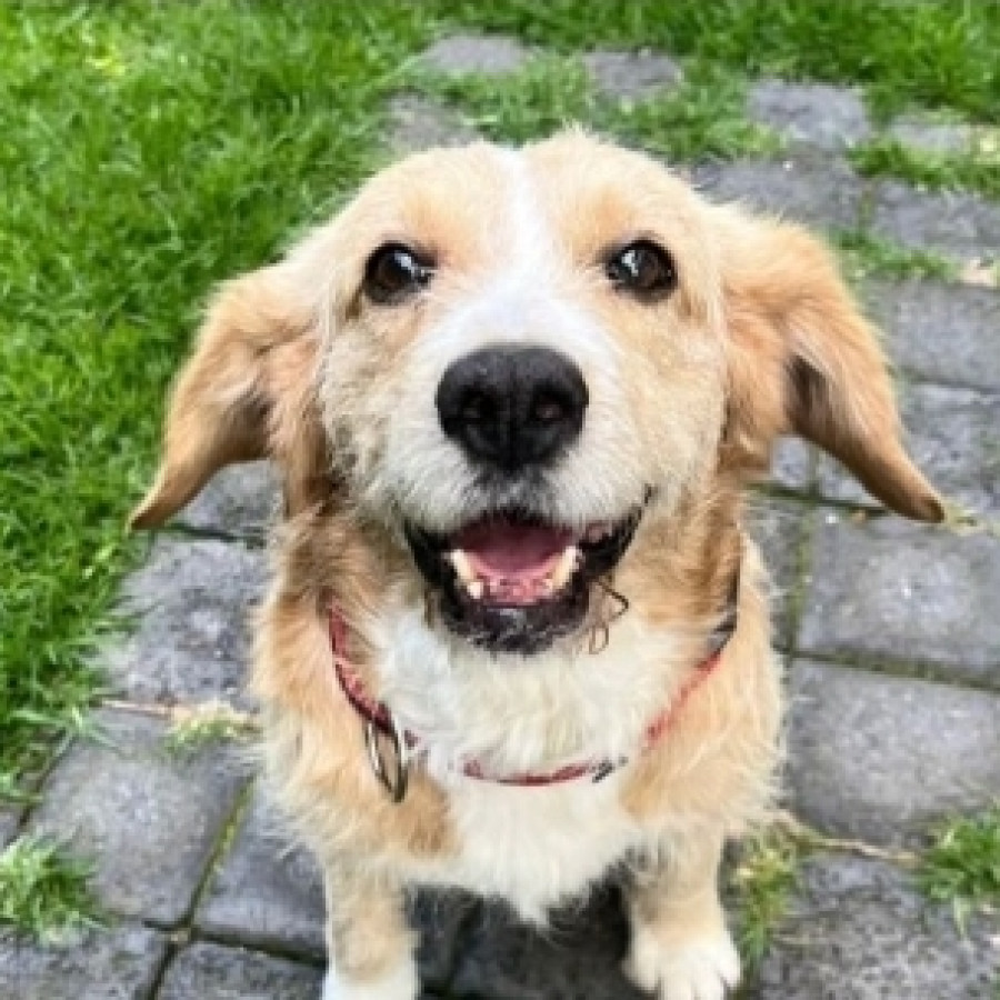 LUCKY | Raza Mestizo,  cruza de Cocker Spaniel | Final Feliz