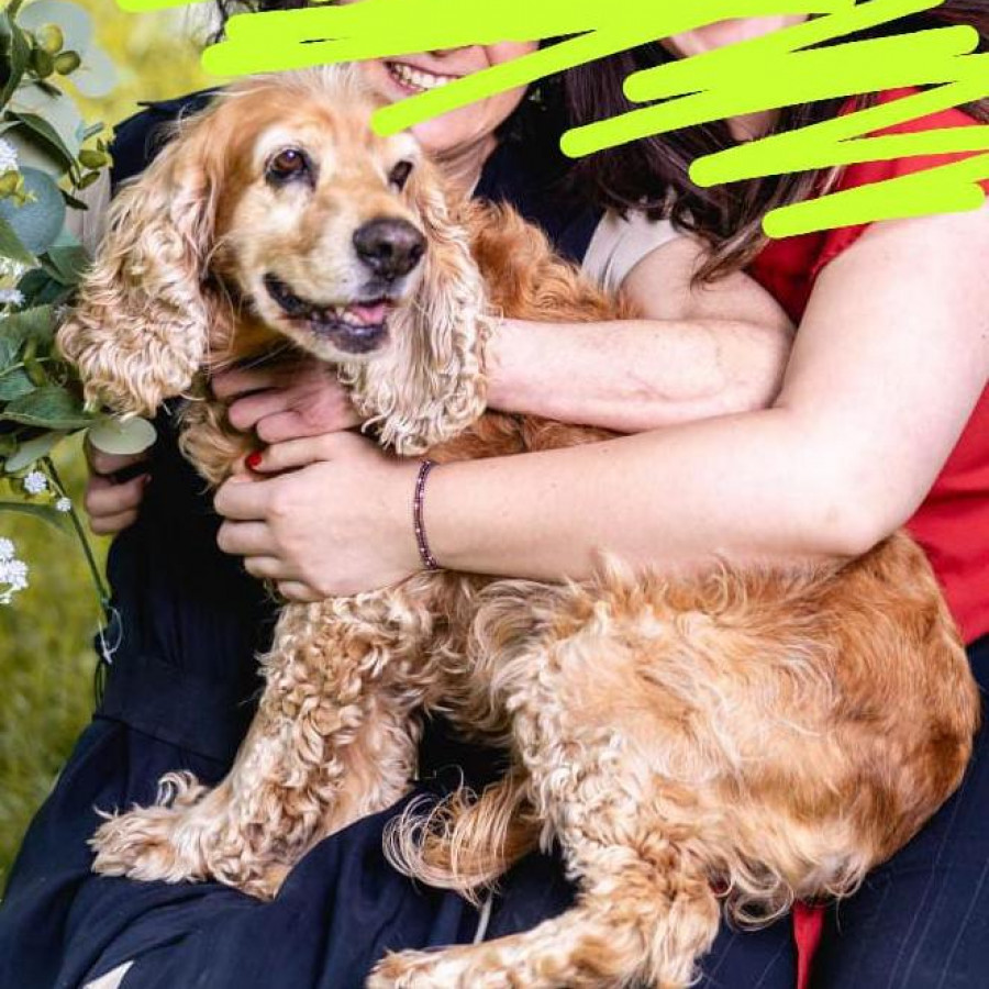 ÁMBAR | Raza Cocker Spaniel Inglés | Perdida