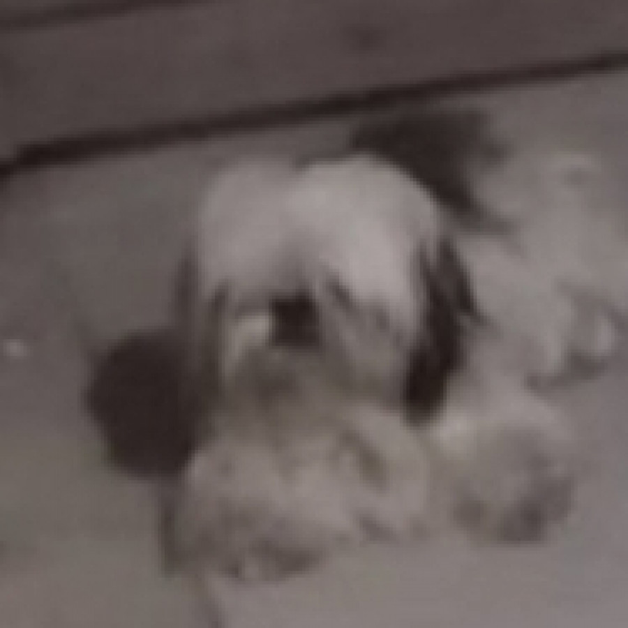 PRINCESA | Raza Shih Tzu  | Perdida