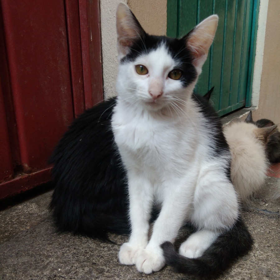 MICIO | Raza Doméstico Americano de pelo corto | En Adopción