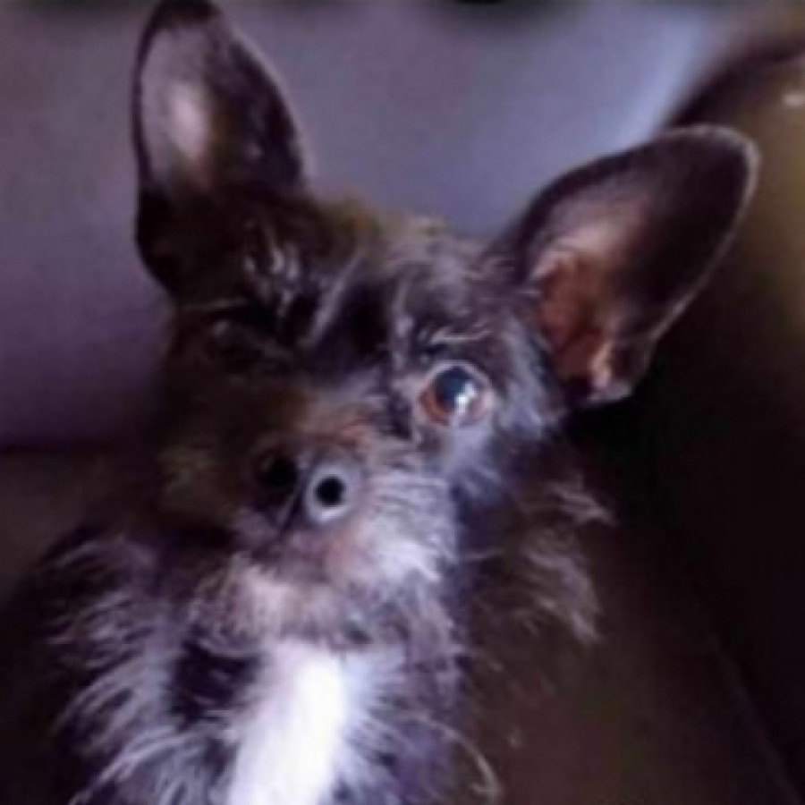 LILA | Raza Mestiza, cruza de Chihuahua con Schnauzer,  (Chizer) | Perdida