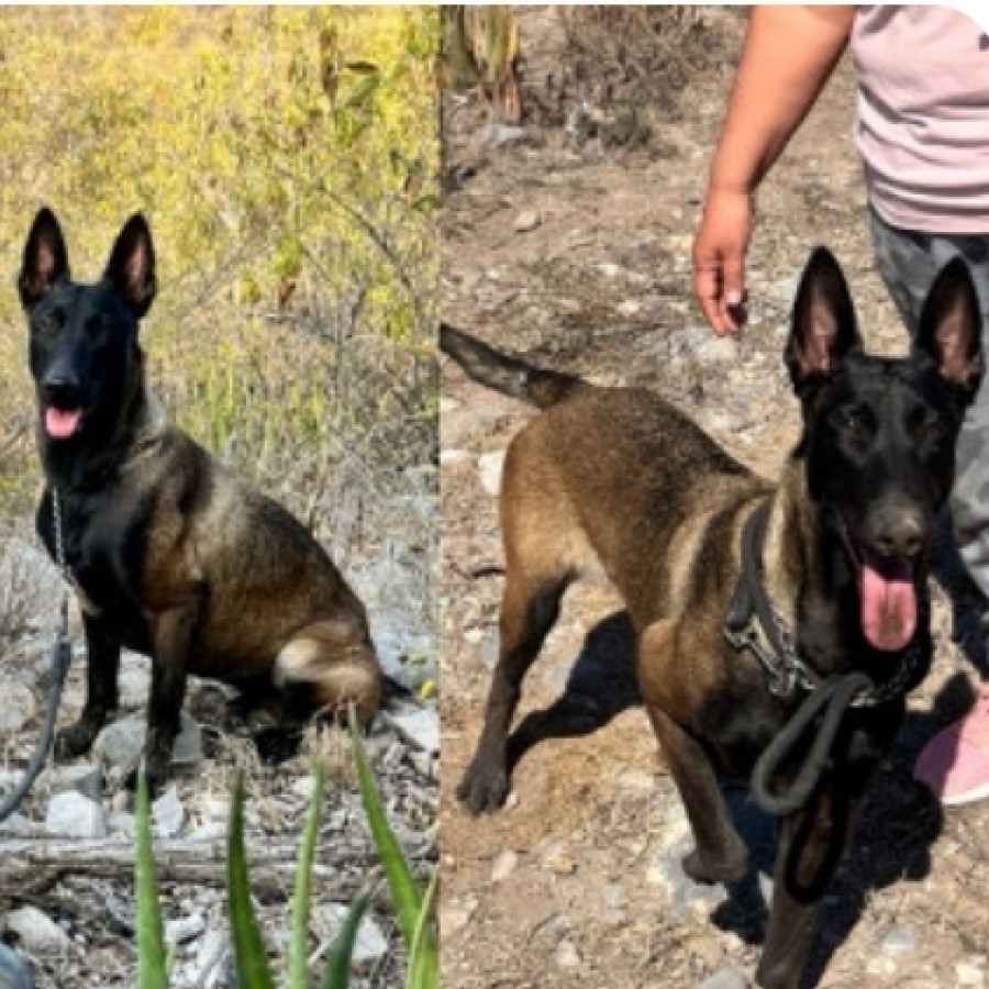 ATENA | Raza Pastor Belga Maliniois | Perdida