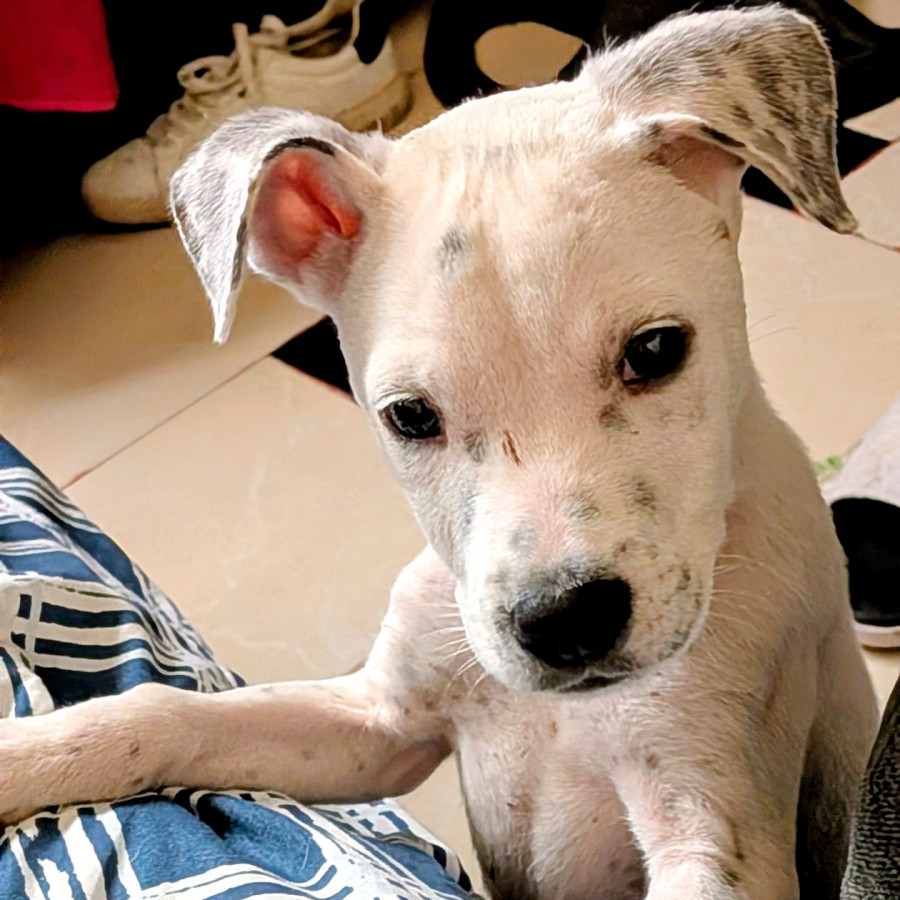 CHENCHO | Raza Mestizo, cruza de Dálmata | Perdido