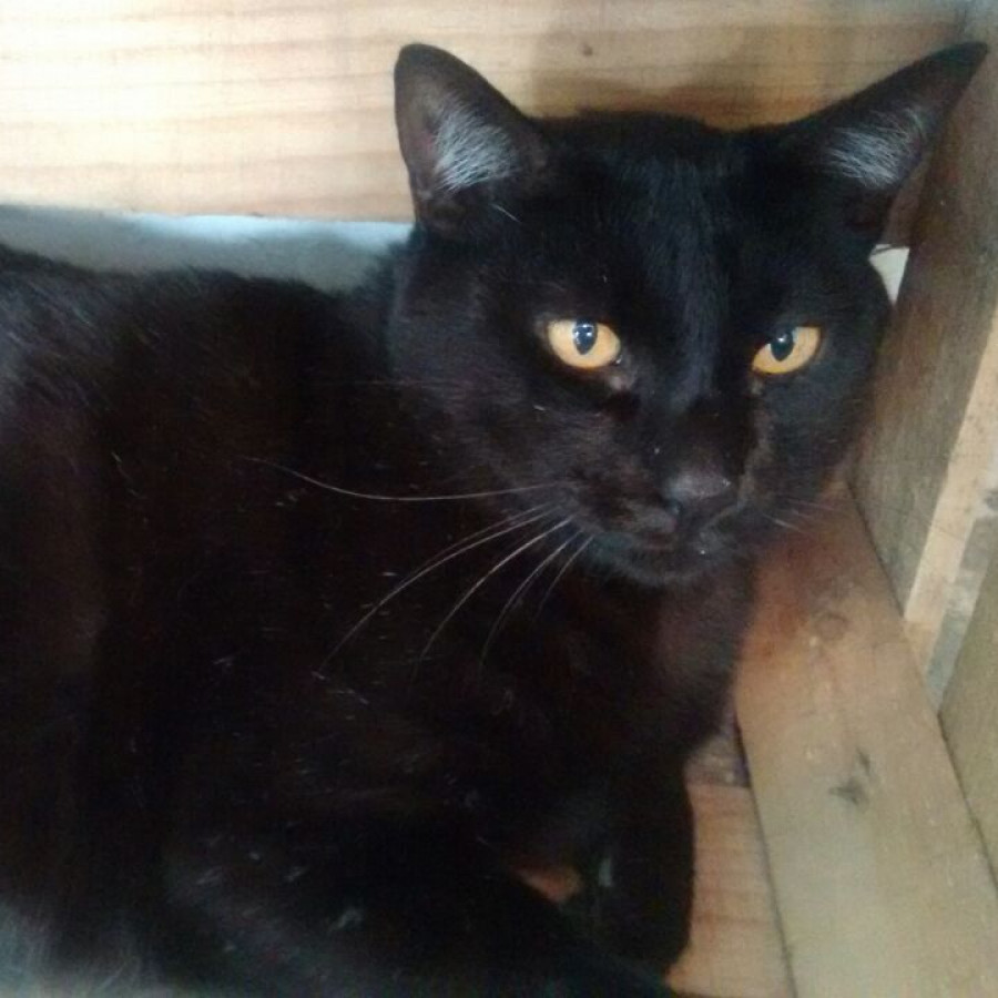 MISHIPESHU | Raza Bombay | Perdido