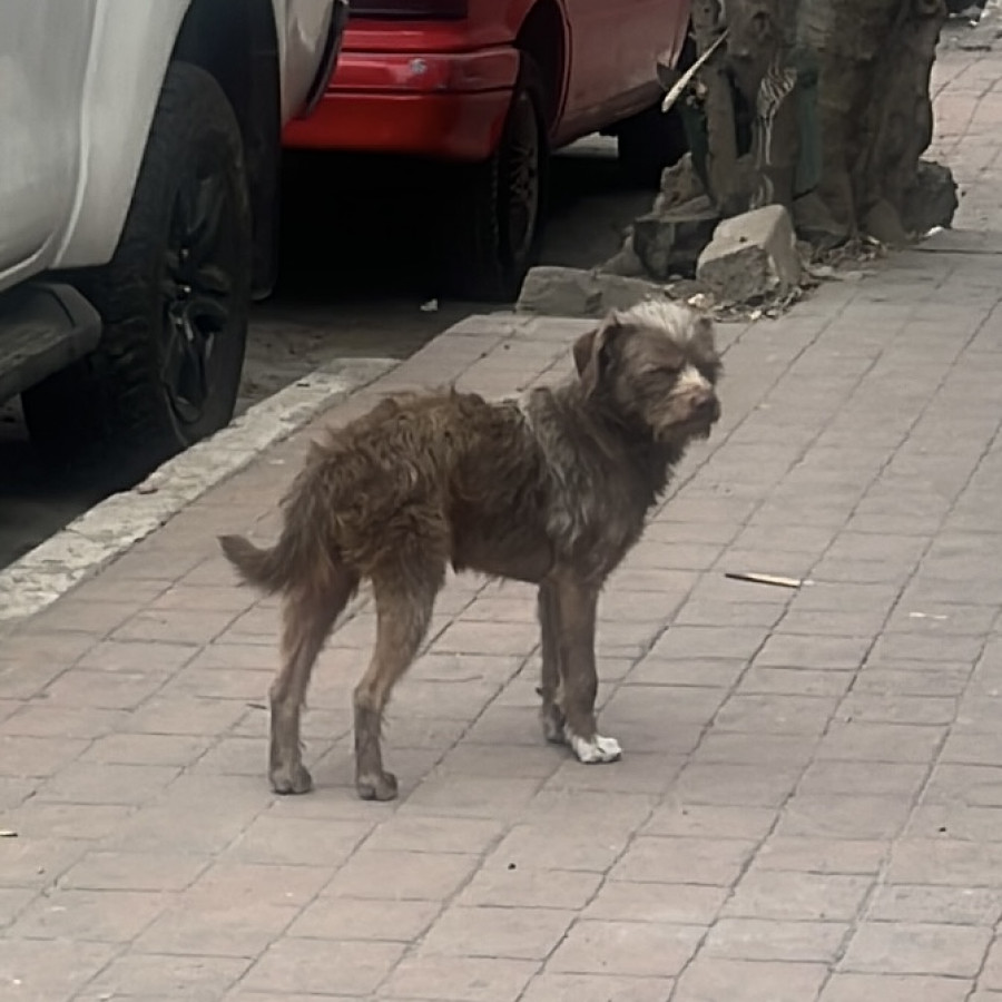  | Raza Mestizo | Final Feliz