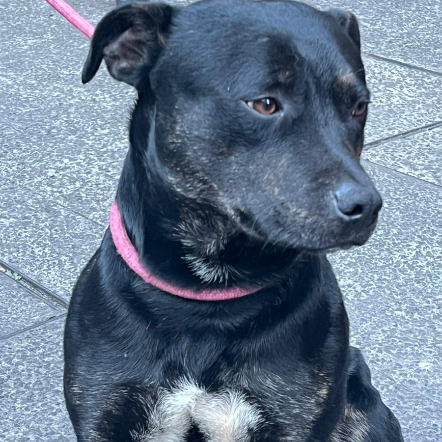  | Raza American Pitbull Terrier | Encontrado