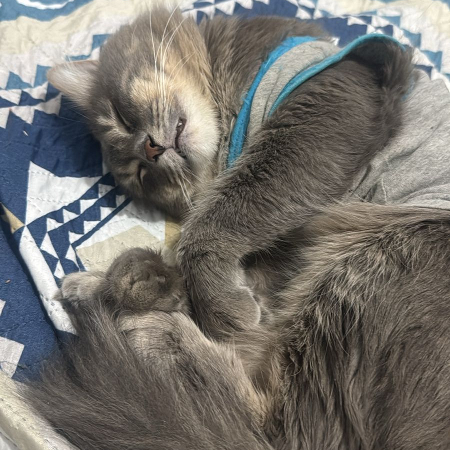 NILO | Raza Doméstico Americano de pelo semilargo | Final Feliz